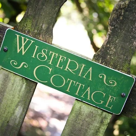 Wisteria Studio